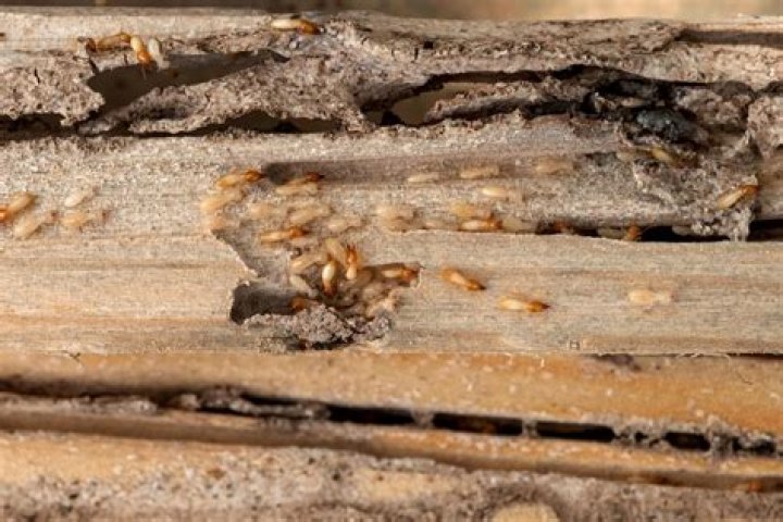 Do termites leave dust piles