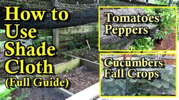 Do tomatoes need shade cloth