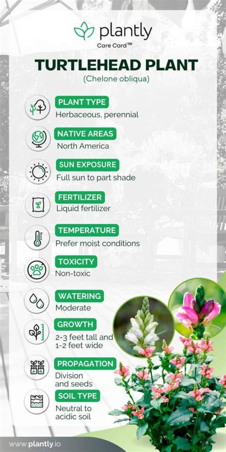Do turtlehead plants spread
