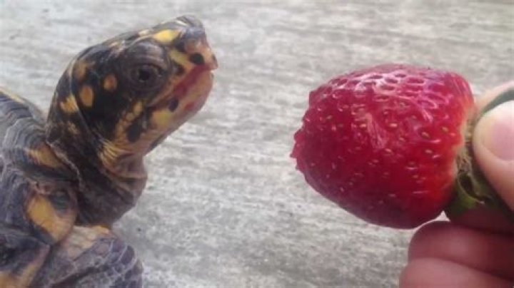 Do turtles eat strawberries