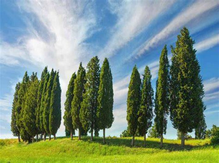 Do umbrella trees grow fast