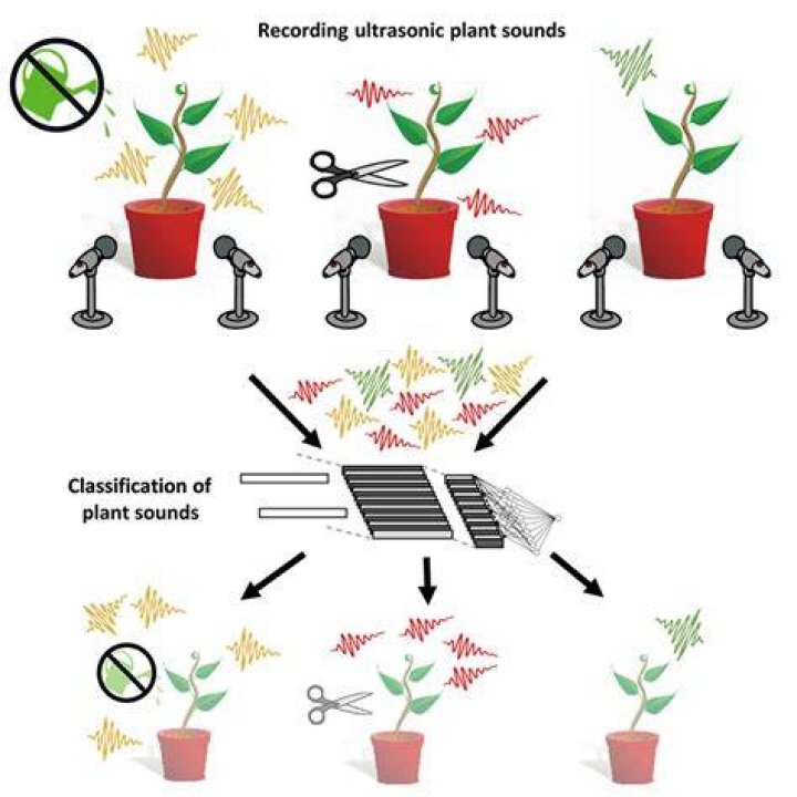 Do vibrations effect plants