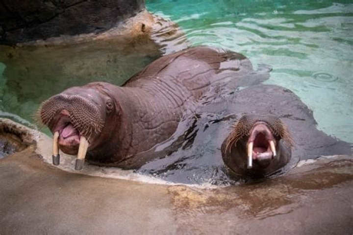 Do walrus penises have bones