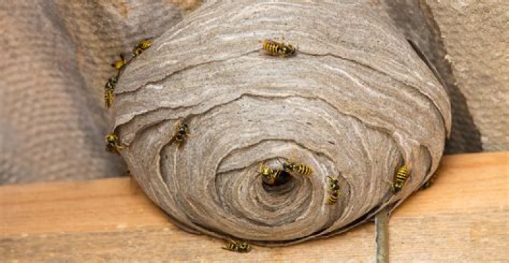 Do Wasps have nests or hives