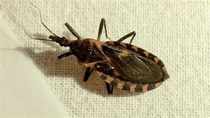 Do wheel bugs carry diseases