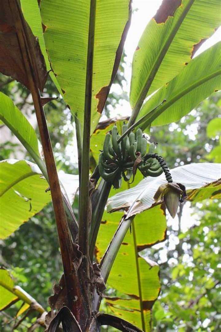Do wild bananas still exist