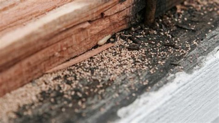 Do wood chips attract fleas