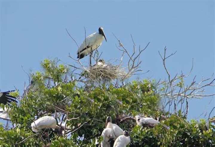 Do wood storks mate for life