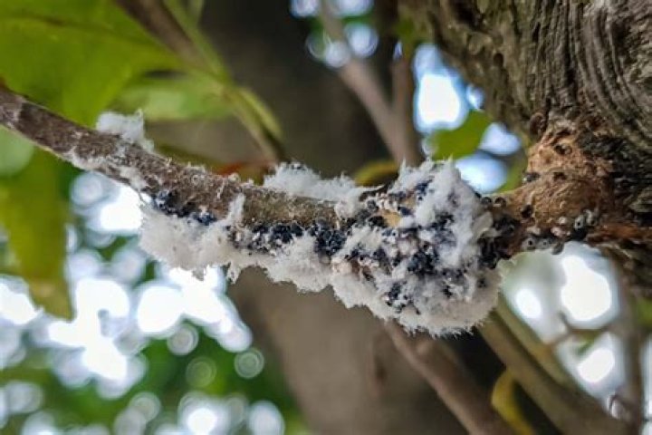 Do woolly aphids bite humans