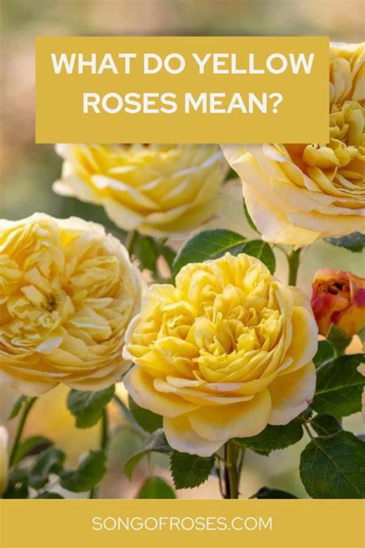 Do yellow roses mean goodbye