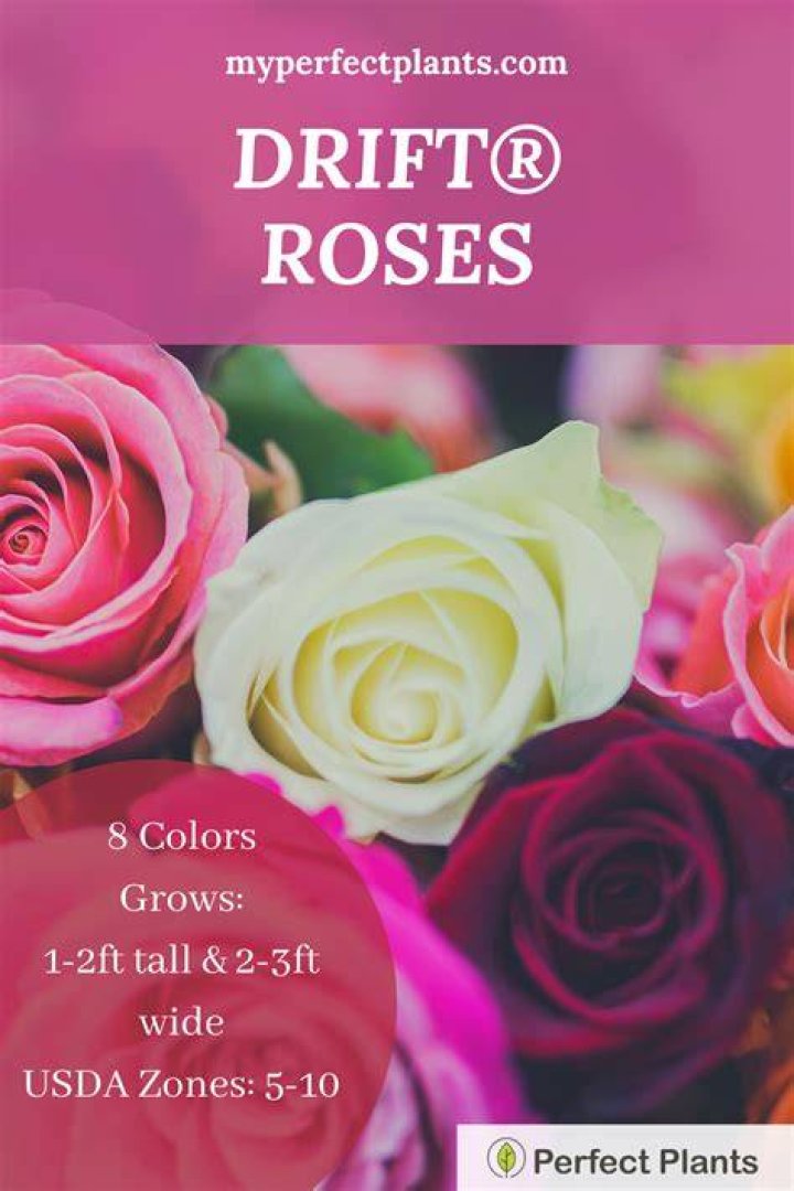 Do you cut back Drift roses