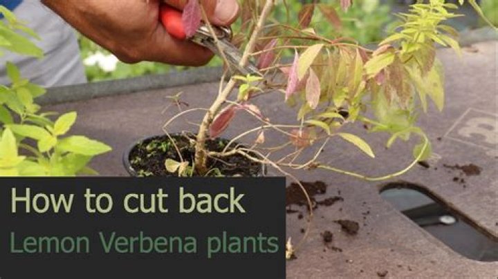 Do you cut back lemon thyme