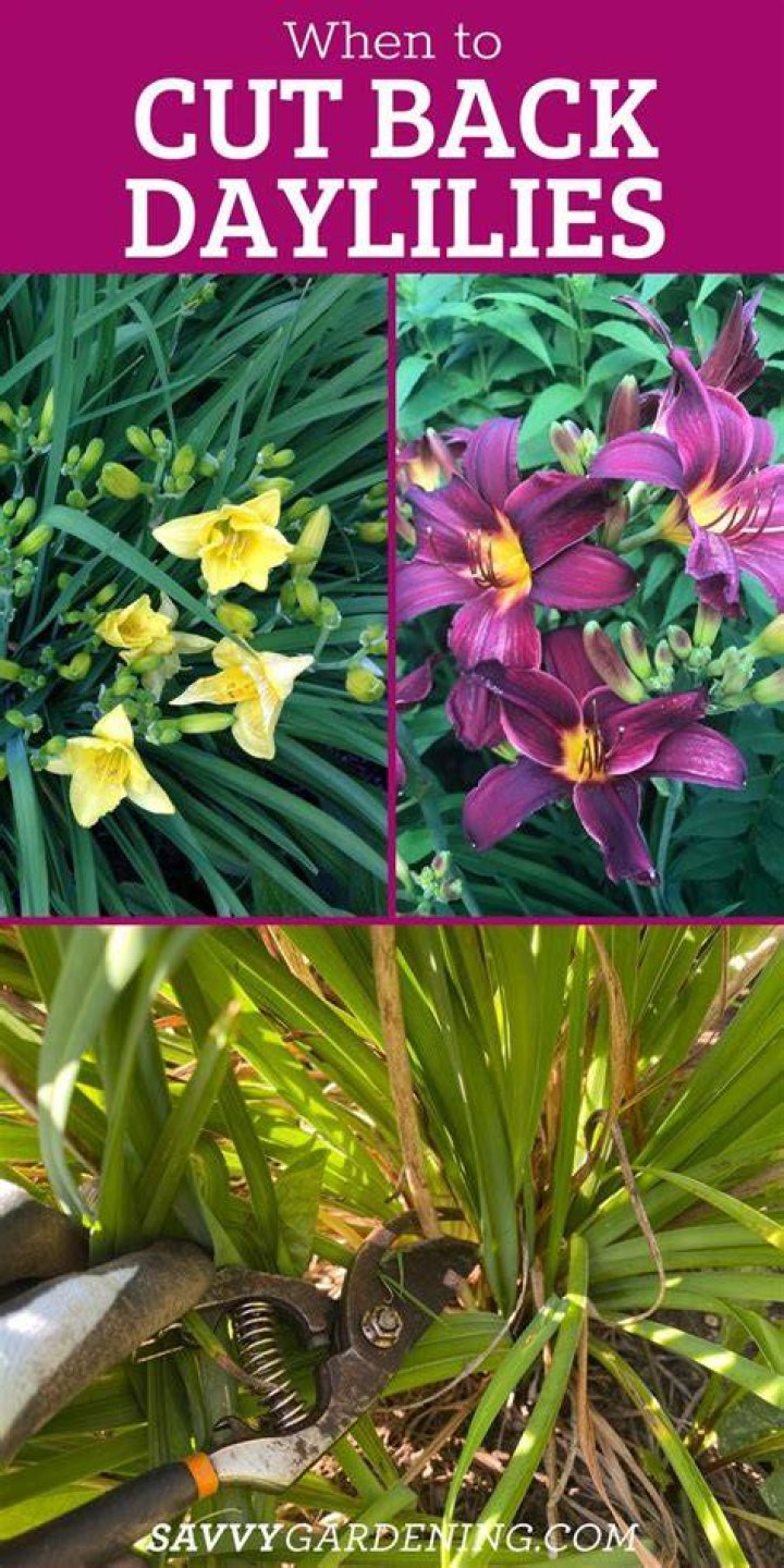 Do you cut back rain lilies