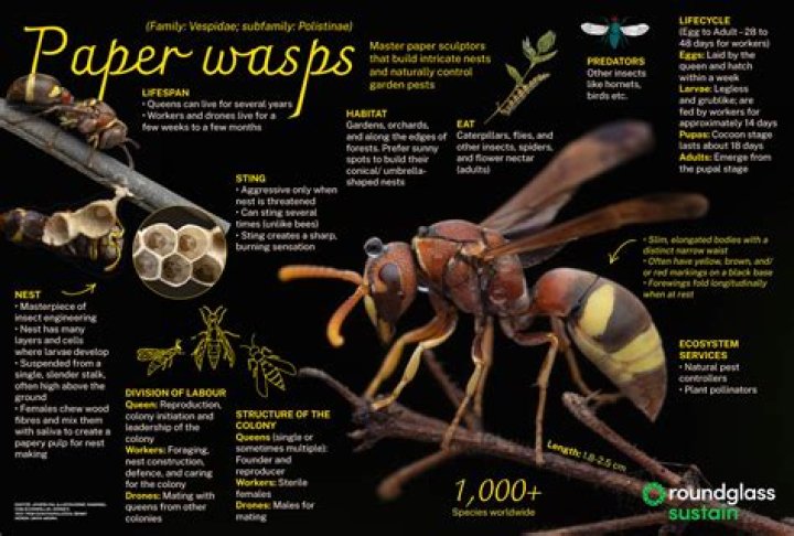 Do you get wasps in October