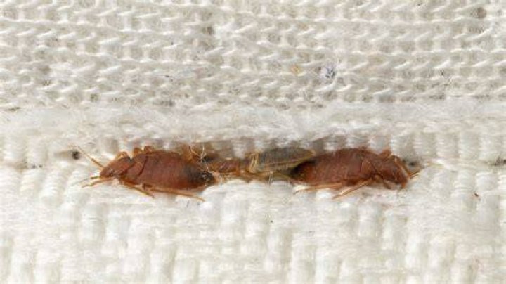 Do you normally see bed bugs