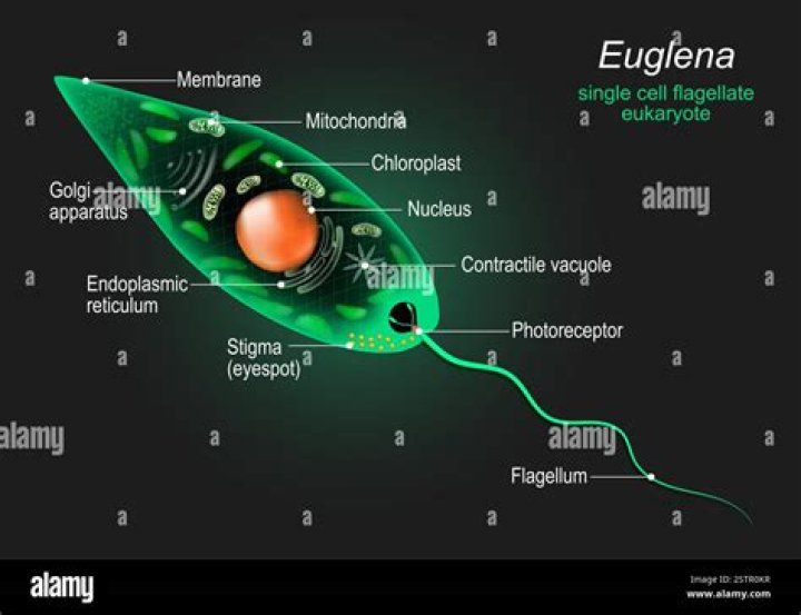 Does a euglena have flagella