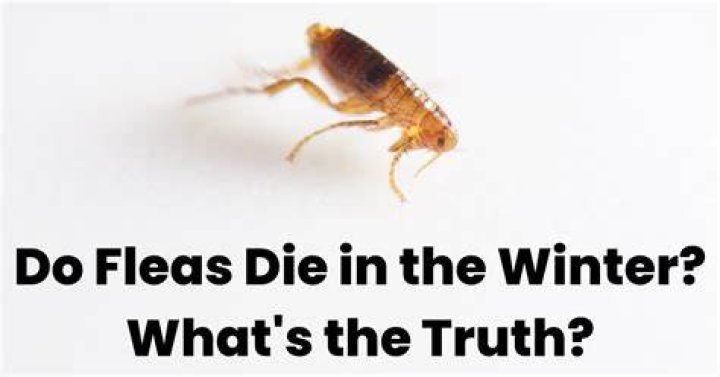 Does aloe die in the winter