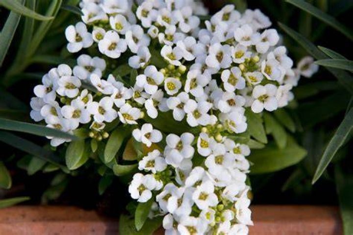 Does alyssum do well in pots