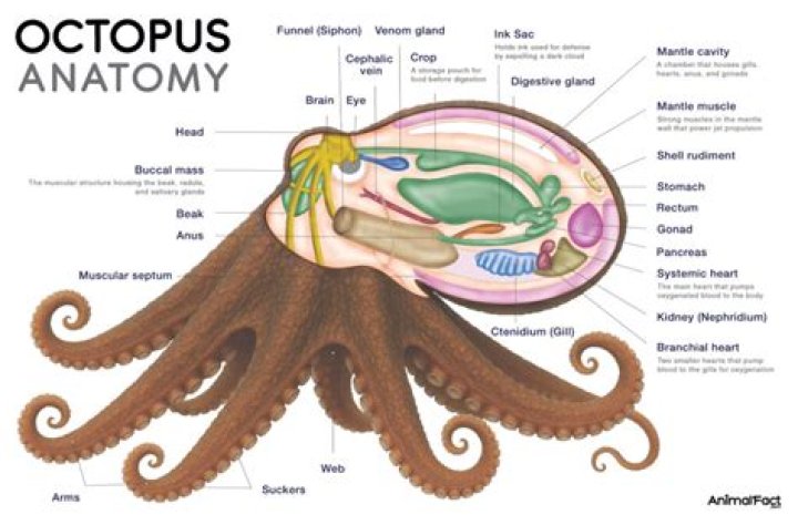 Does an octopus have a shell
