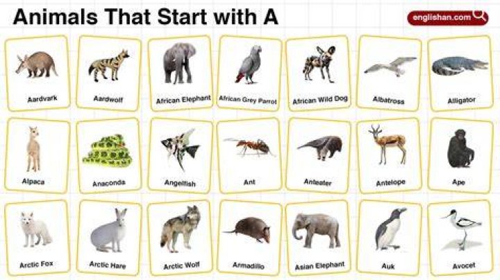 Does any animal have a thumb