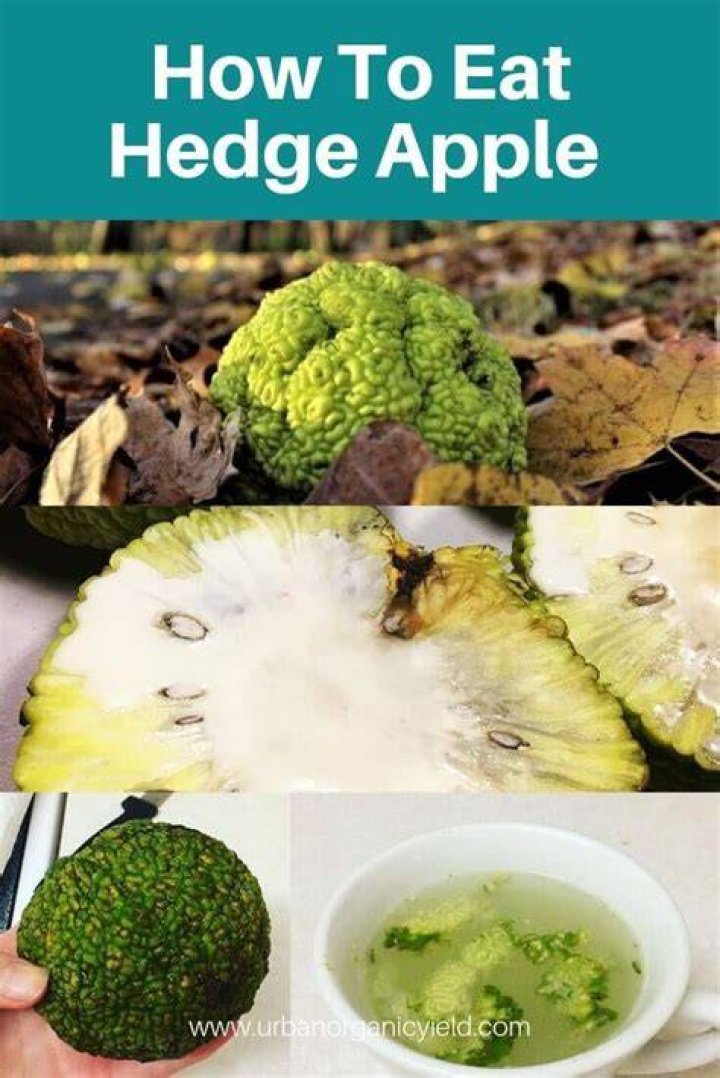 Does anyone eat hedge apples