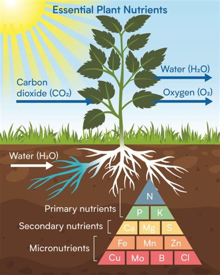 Does Ash give soil nutrients