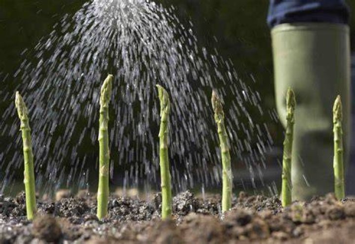 Does asparagus need watering