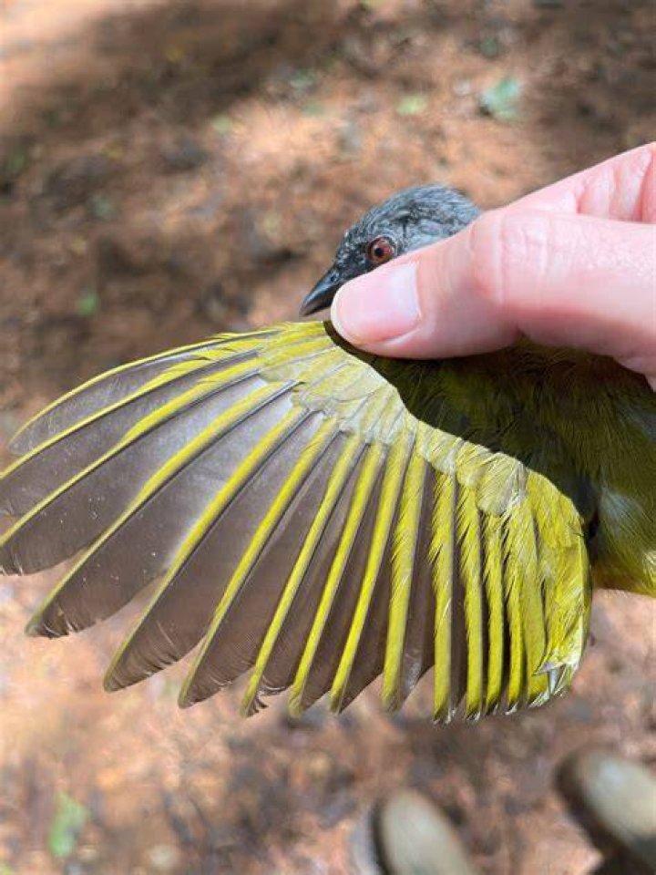 Does banding birds hurt them