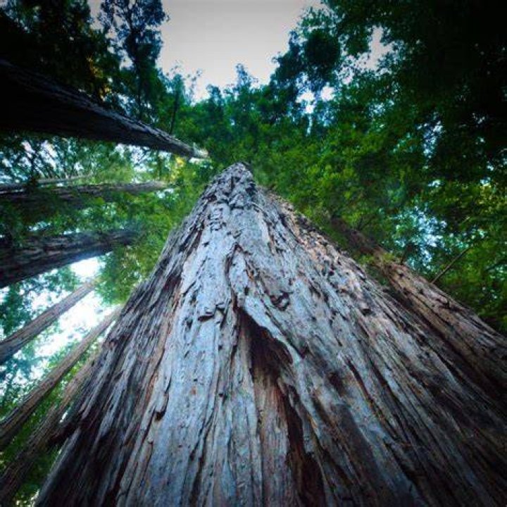 Does Big Sur have big trees