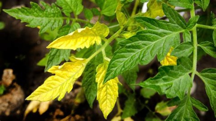 Does bleach turn silk yellow