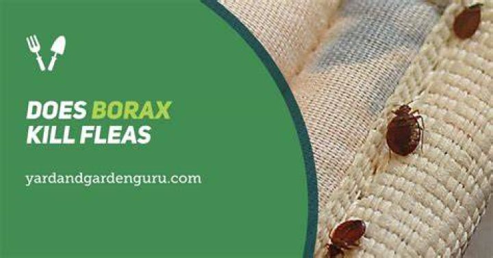 Does borax powder kill fleas