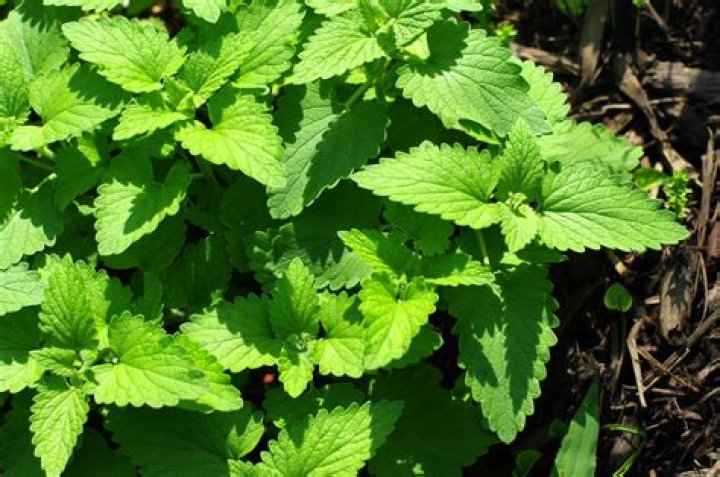 Does catnip grow in the wild