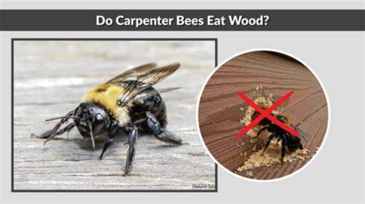 Does cedar wood attract bees