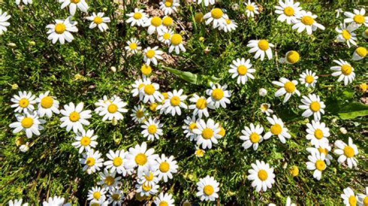 Does chamomile spread easily