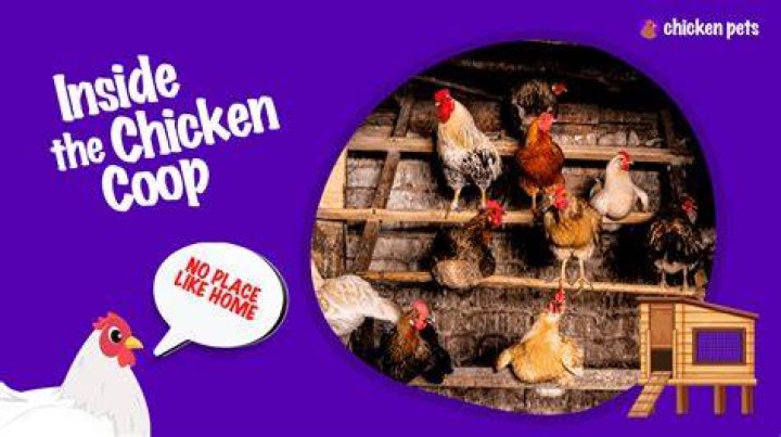 Does chicken wire break down