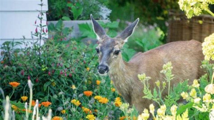 Does China have deer
