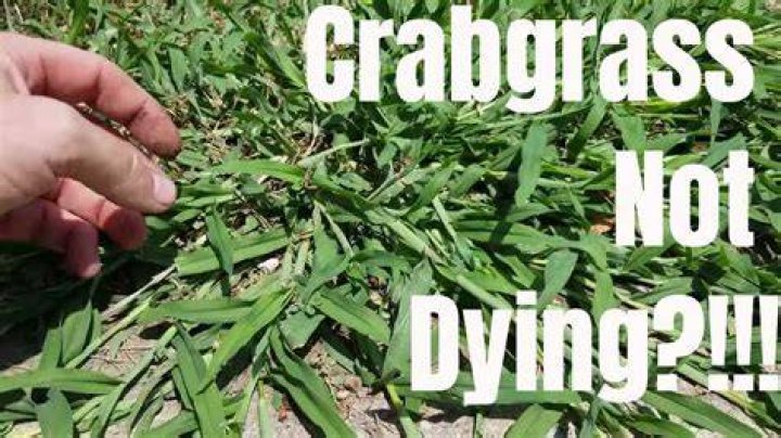 Does cinnamon kill crabgrass