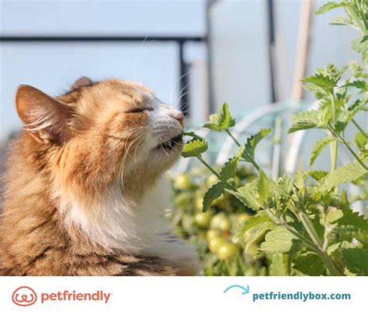 Does citronella attract cats