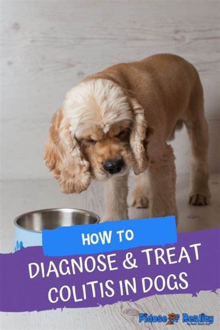 Does colitis in dogs go away
