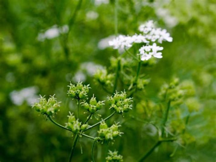 Does coriander like full sun
