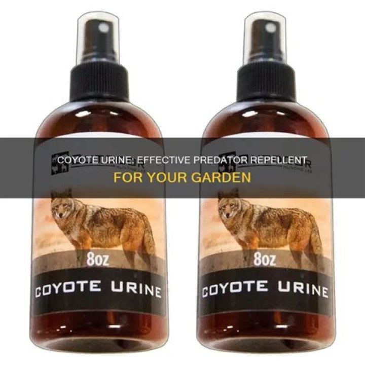 Does coyote urine deter deer