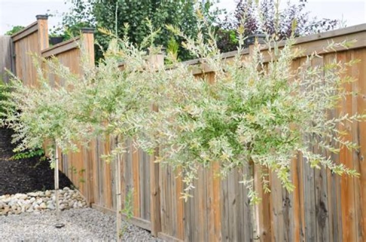 Does dappled willow need sun