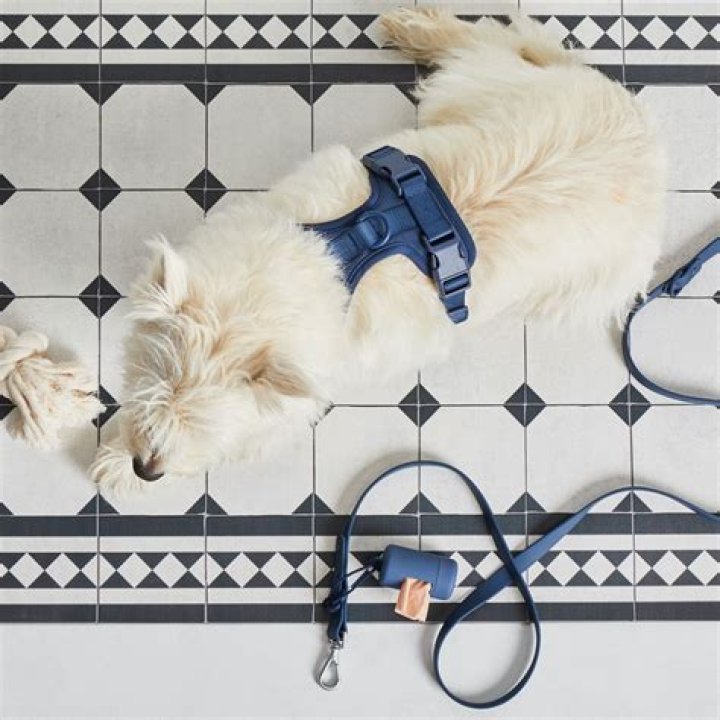 Does dog pee soak into grout