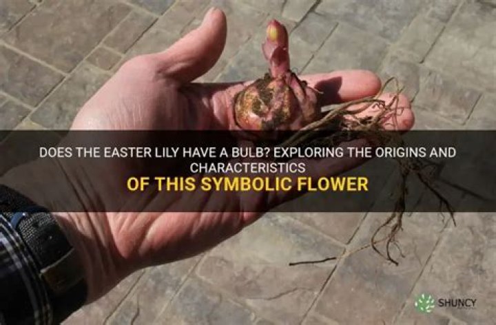 Does Easter lily have a bulb
