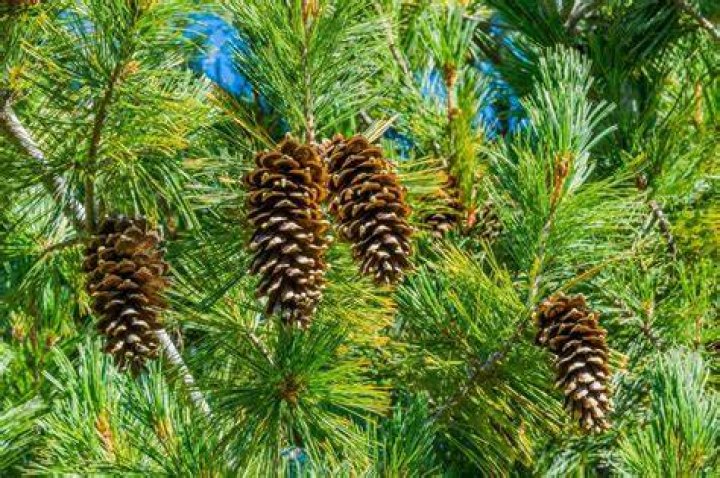 Does England have pine trees