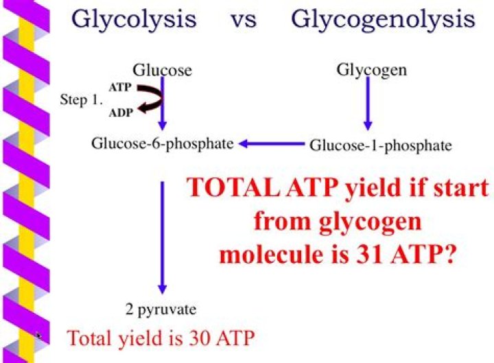 Does Glycogenolysis need ATP