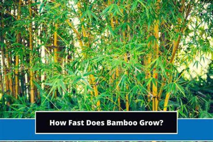 Does golden bamboo grow fast