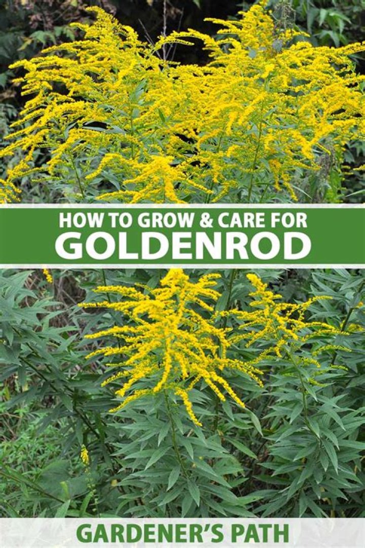 Does Goldenrod need full sun