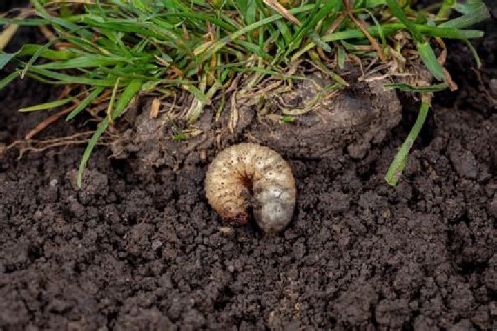 Does GrubEx kill live grubs