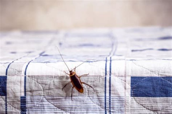 Does heat keep roaches away